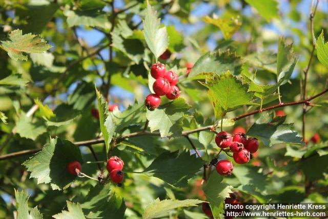 Photo: Crataegus flabellata 9.