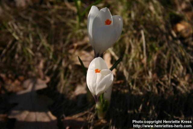 Photo: Crocus vernus 26.