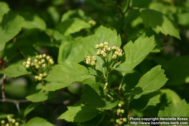 Photo: Crataegus douglasii 6.