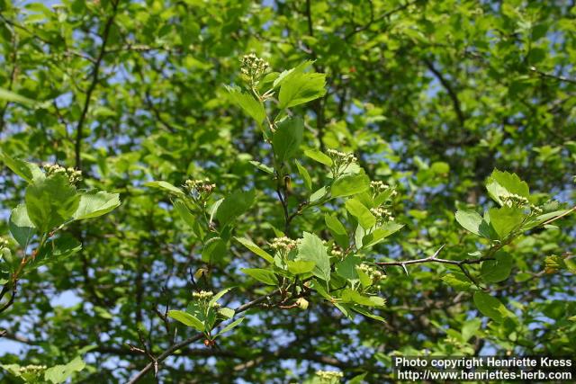 Photo: Crataegus douglasii 8.