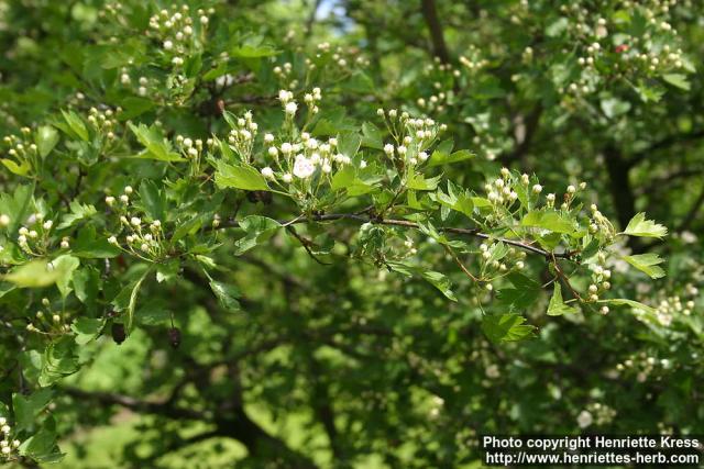 Photo: Crataegus rhipidophylla 2.