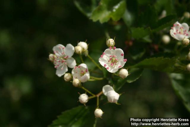 Photo: Crataegus rhipidophylla 3.