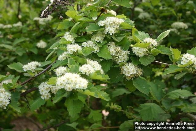 Photo: Crataegus maximowiczii 17.