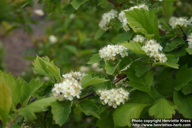 Photo: Crataegus maximowiczii 18.