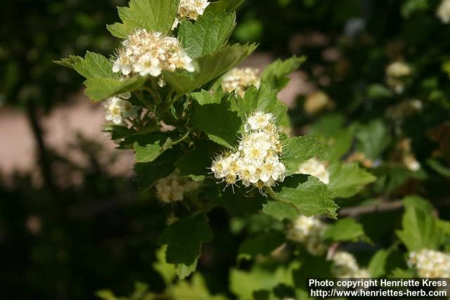 Photo: Crataegus maximowiczii 20.