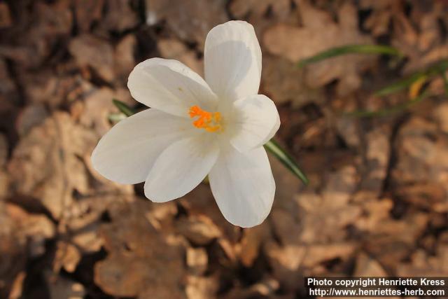 Photo: Crocus 5.