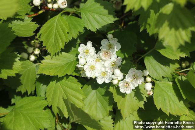 Photo: Crataegus flabellata 11.