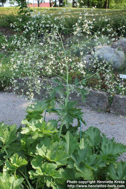 Photo: Crambe cordifolia 2.