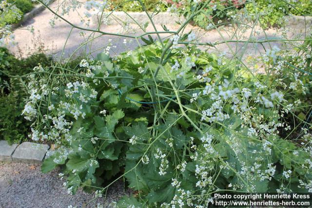 Photo: Crambe cordifolia 4.