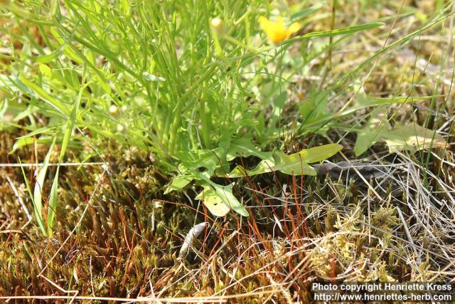 Photo: Crepis tectorum 2.