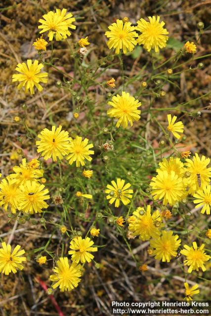 Photo: Crepis tectorum 3.