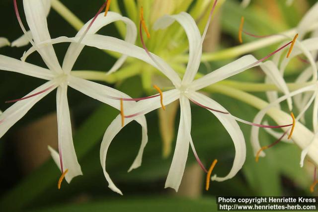 Photo: Crinum asiaticum 3.