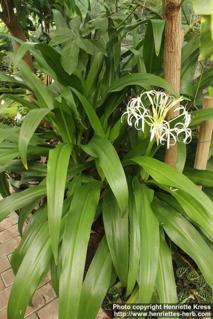 Photo: Crinum asiaticum 4.