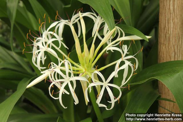 Photo: Crinum asiaticum 5.