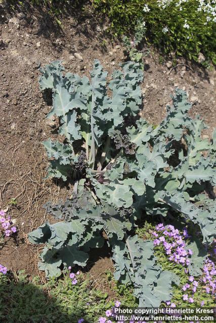 Photo: Crambe maritima 09.