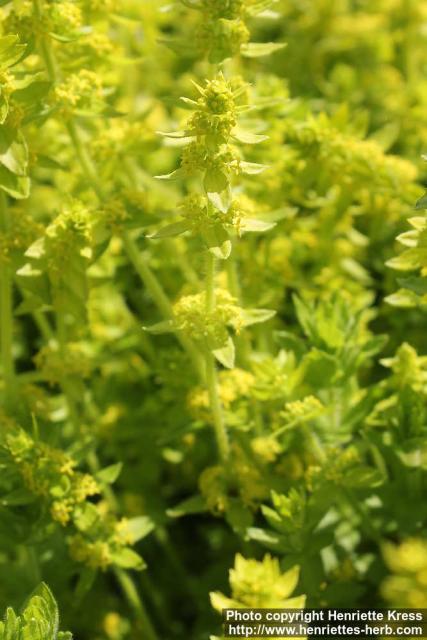 Photo: Cruciata laevipes 5.