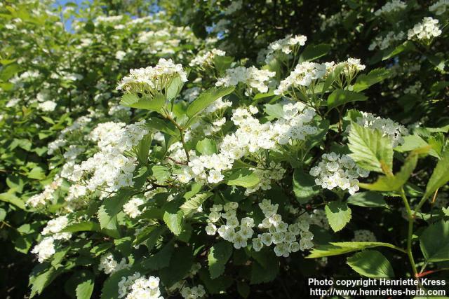 Photo: Crataegus erythropoda 2.