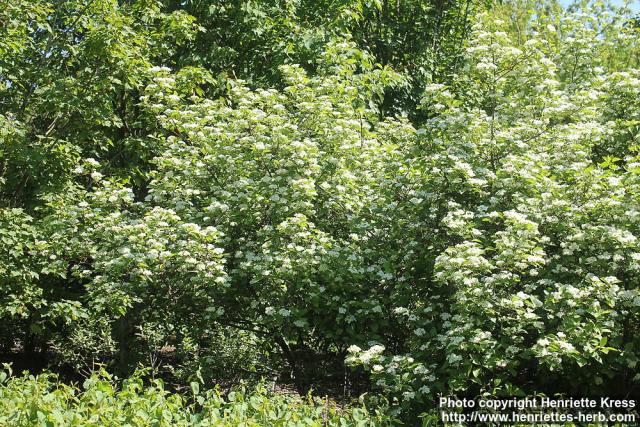 Photo: Crataegus erythropoda 5.