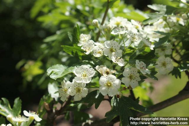 Photo: Crataegus monogyna 10.