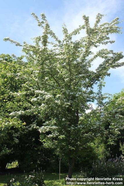 Photo: Crataegus monogyna 13.