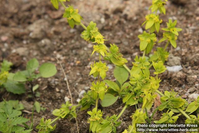 Photo: Cruciata laevipes 10.