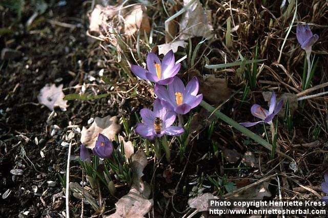 Photo: Crocus.