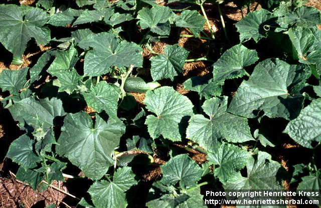 Photo: Cucumis sativus 1.