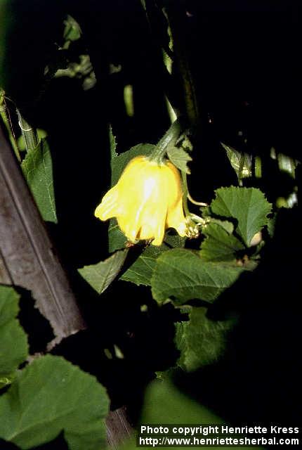 Photo: Cucurbita pepo 1.