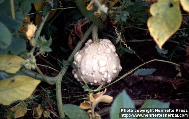 Photo: Cucurbita pepo 2.