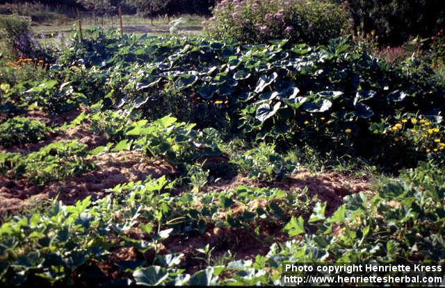 Photo: Cucurbita pepo 7.