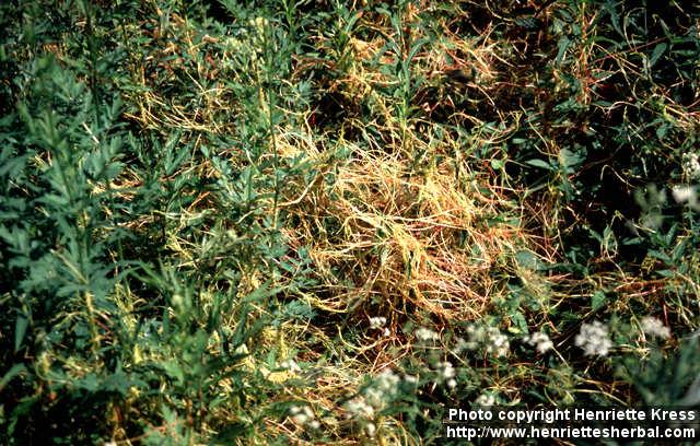 Photo: Cuscuta europaea 2.