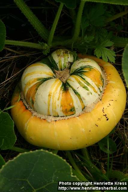 Photo: Cucurbita maxima.