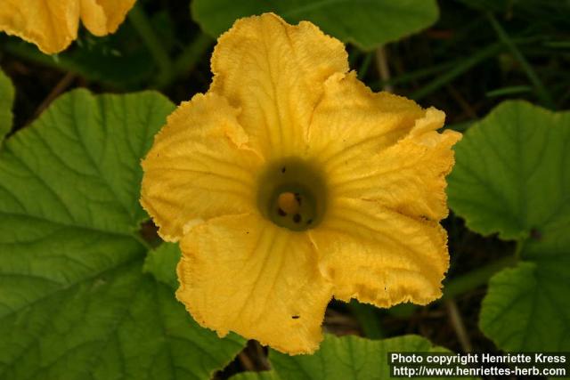 Photo: Cucurbita pepo 11.