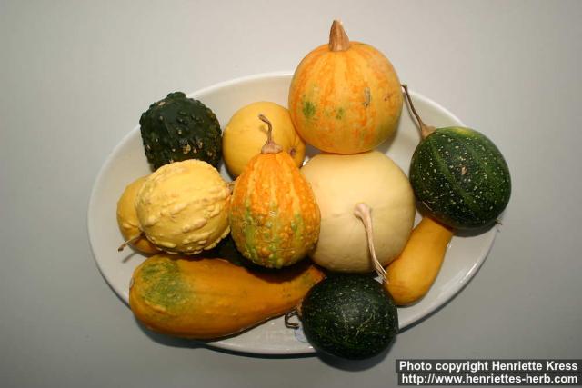 Photo: Cucurbita pepo 22.