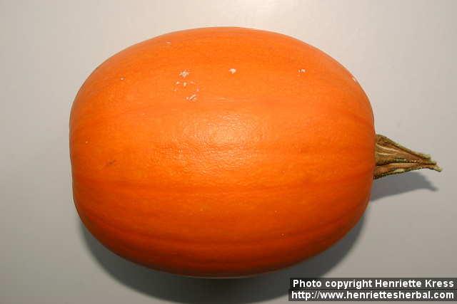 Photo: Cucurbita pepo 23.