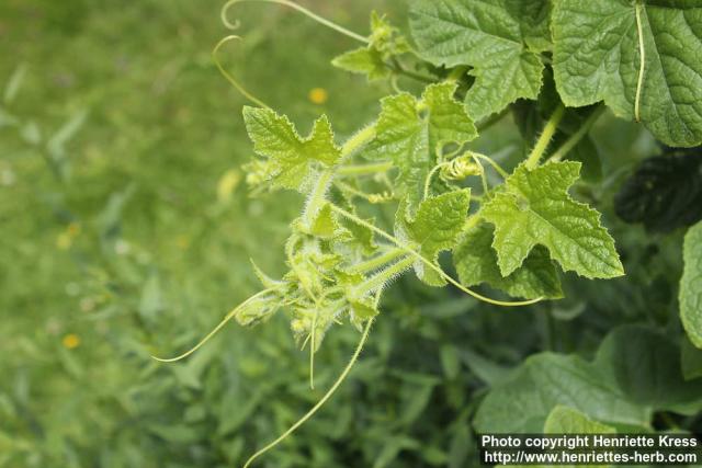 Photo: Cucumis metuliferus 1.