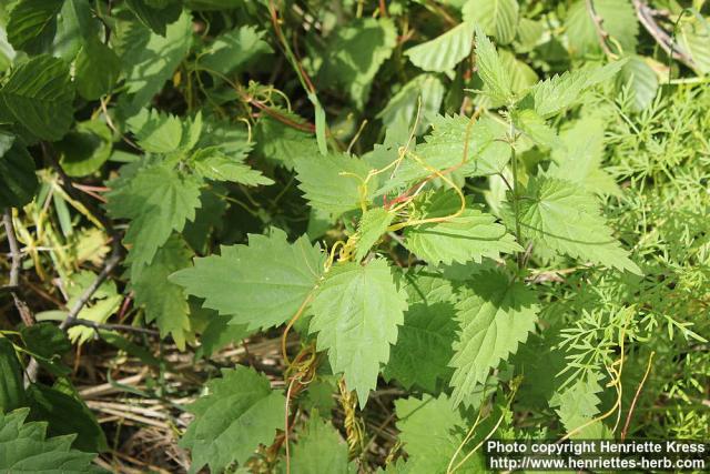 Photo: Cuscuta europaea 3.