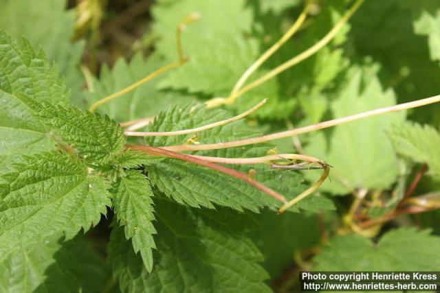 Photo: Cuscuta europaea 4.