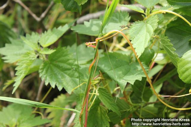 Photo: Cuscuta europaea 7.