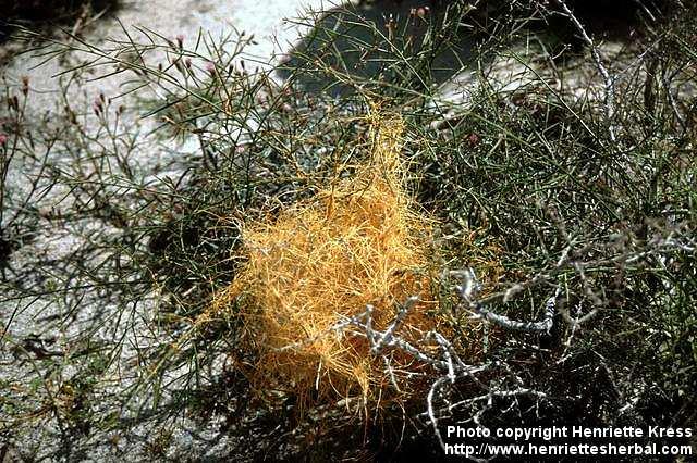 Photo: Cuscuta indecora.