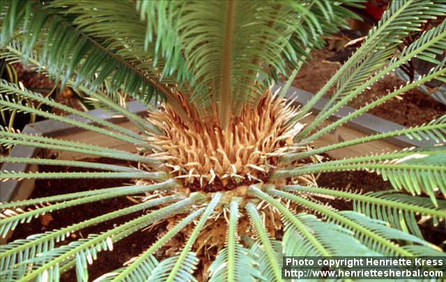 Photo: Cycas revoluta 2.