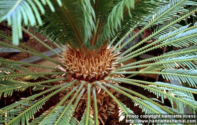 Photo: Cycas revoluta 3.