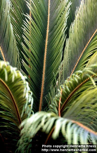 Photo: Cycas revoluta 5.