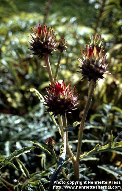 Photo: Cynara cardunculus 3.