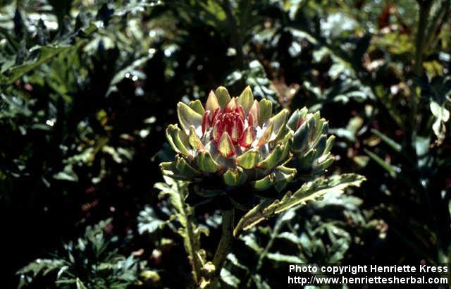 Photo: Cynara scolymus 1.