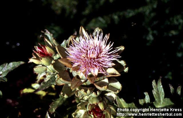 Photo: Cynara scolymus 2.