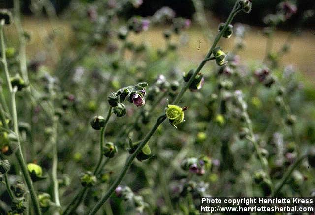 Photo: Cynoglossum columnae 1.