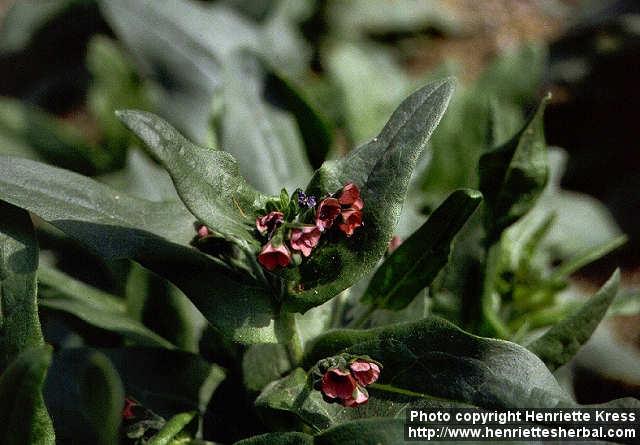 Photo: Cynoglossum dioscoridis 1.