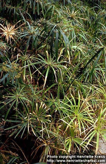 Photo: Cyperus alternifolius 2.