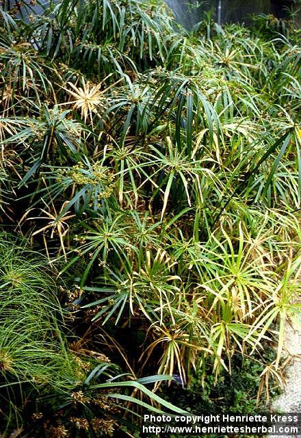 Photo: Cyperus alternifolius.